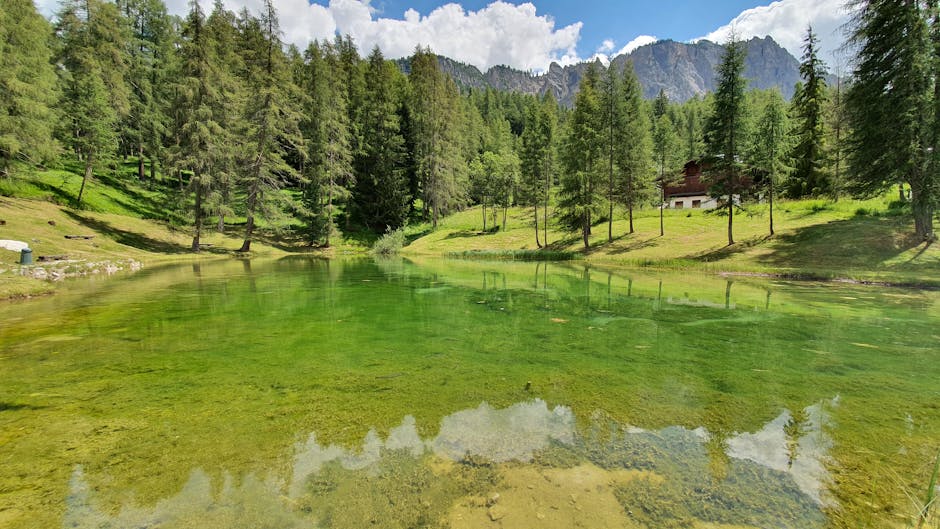 Come Piantare le Patate: Guida Completa per un Orto Rigoglioso