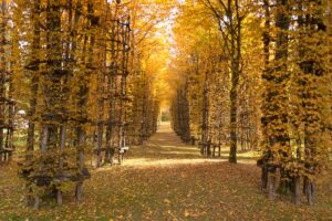 Come Utilizzare le Foglie Autunnali nel Tuo Giardino: 4 Metodi Sostenibili