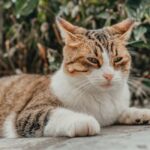 Come Funziona un Etilometro Portatile: Analisi Dettagliata del Sensore MQ-303A