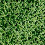 Attivare la Ghiandola del Timo: Il Segreto per un Sistema Immunitario Forte e una Vita Longeva