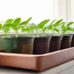 Costruire un Impianto per la Semina Fai da Te Economico: Guida Completa