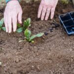 Cosa Piantare nell’Orto a Novembre: Guida Completa per Zone Climatiche
