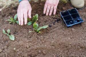 Cosa Piantare nell'Orto a Novembre: Guida Completa per Zone Climatiche