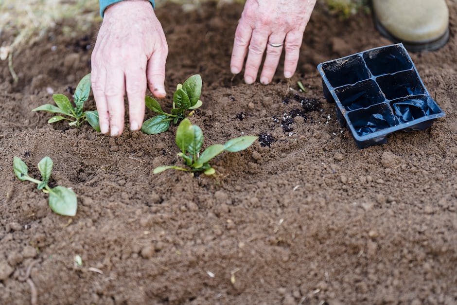 Cosa Piantare nell'Orto a Novembre: Guida Completa per Zone Climatiche