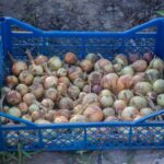 Massimizza il Tuo Raccolto: Guida Completa a Raccolta, Stagionatura e Conservazione delle Cipolle