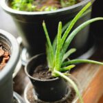 Aloe Vera Autentica: Come Riconoscere i Prodotti Veri dai Falsi
