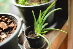 Aloe Vera Autentica: Come Riconoscere i Prodotti Veri dai Falsi