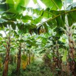 Olio di Palma: Verità Nascoste, Impatto e Alternative Sostenibili