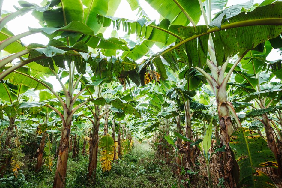 Olio di Palma: Verità Nascoste, Impatto e Alternative Sostenibili