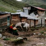 Vita e Resilienza a Kiswar Chaka: Tradizioni Andine nel Cuore del Perù