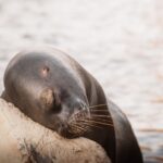 Come Dormono gli Animali Marini? Strategie Incredibili del Sonno Sott’acqua