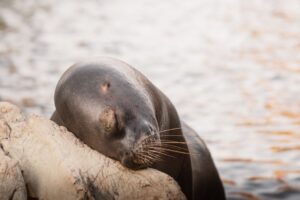 Come Dormono gli Animali Marini? Strategie Incredibili del Sonno Sott'acqua
