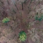 Classificazione delle Piante Terrestri: Guida Completa a Muschi, Felci, Gimnosperme e Angiosperme
