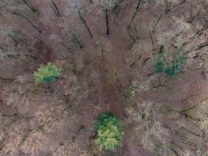 Classificazione delle Piante Terrestri: Guida Completa a Muschi, Felci, Gimnosperme e Angiosperme