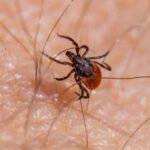 Borrelia Miyamotoi: Il Mistero di una Malattia Rara Trasmessa dalle Zecche