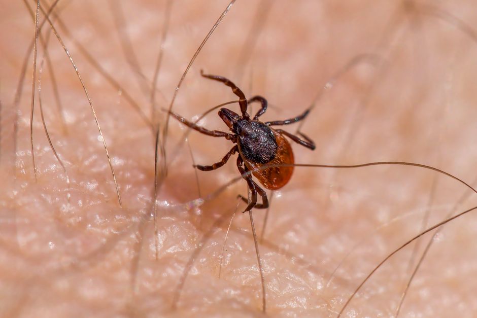 Borrelia Miyamotoi: Il Mistero di una Malattia Rara Trasmessa dalle Zecche